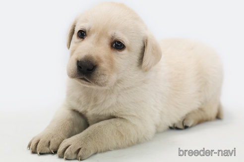 成約済の神奈川県のラブラドールレトリーバー-357559の2枚目